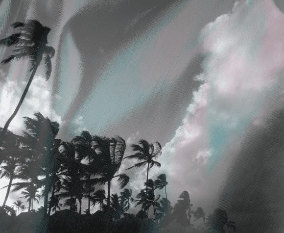 Storm blowing palm trees